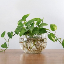 Điểm Bán Cây Uy Tín, Cây Đẹp Ở Bình Thạnh – Gọi Tên Phố Cây Xanh!Cây thủy sinh