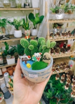 Xương rồng tai thỏ