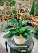 Cây Trầu Bà Đế Vương ( Đế Vương Xanh )