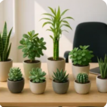 Top 10 Những Cây Mini Để Bàn Làm Việc – Mang Xanh Mát & Vận May Vào Không Gian Văn Phòng