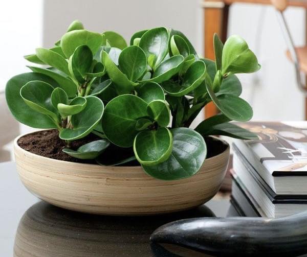Top Cây Cảnh Để Bàn Hợp Mệnh Thổ – May Mắn & Phát Triển