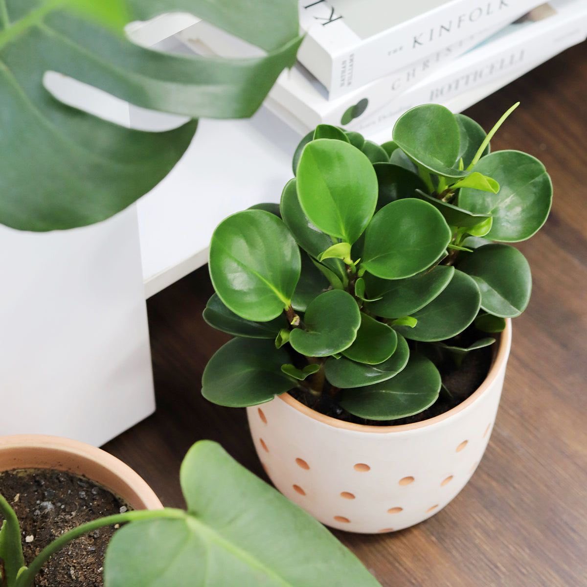 Top Cây Cảnh Để Bàn Hợp Mệnh Thổ – May Mắn & Phát Triển