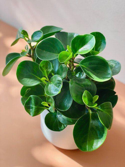 Top Cây Cảnh Để Bàn Hợp Mệnh Thổ – May Mắn & Phát Triển