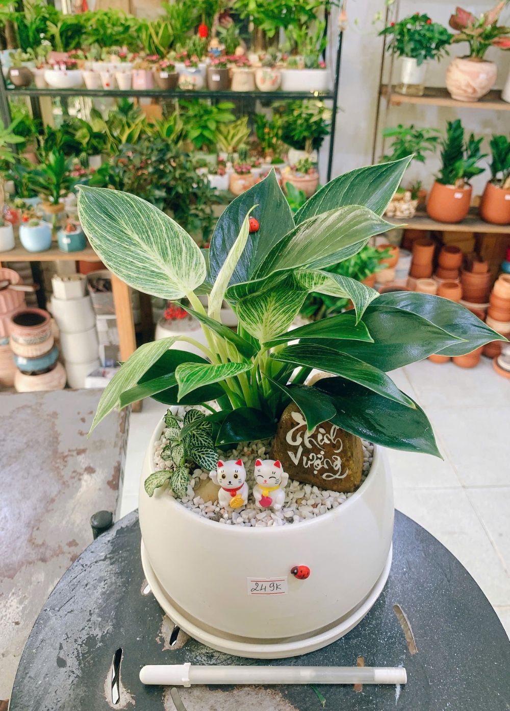 Cây Dế Vương Kim Cương