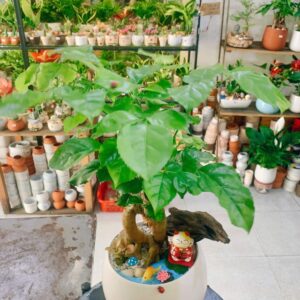 Shop bán cây xanh uy tín, giá tốt nhất tại TP.HCM – Phố Cây Xanh